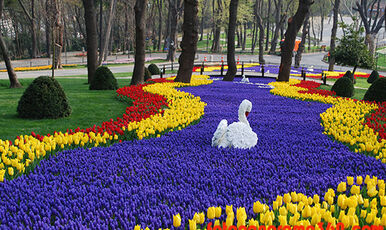 LALE FESTİVALİ EMİRGAN KORUSU-PİERRE LOTİ-EYÜP SULTAN-ORTAKÖY