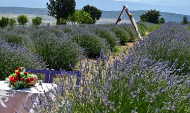 ISPARTA LAVANTA FESTİVALİ-SALDA GÖLÜ VE PAMUKKALE TURU