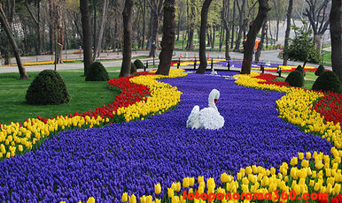 LALE FESTİVALİ EMİRGAN KORUSU-PİERRE LOTİ-EYÜP SULTAN-ORTAKÖY