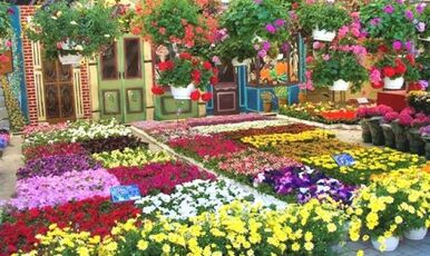 İZMİR BAYINDIR ÇİÇEĞİ FESTİVALİ